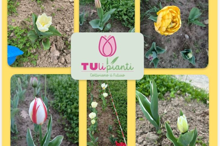 tulipani 2